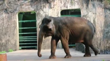 Bu, vahşi yaşam parkındaki (Elephas maximus sumatranus) Sumatran filinin videosu. Bu fil sadece Sumatra adasında yaşayan Asya filinin bir alt örgütüdür..