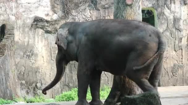 这是苏门答腊象 Elephas Maximus Sumatranus 在野生动物公园或动物园的视频 这只大象是只生活在苏门答腊岛上的亚洲象的亚种 — 图库视频影像