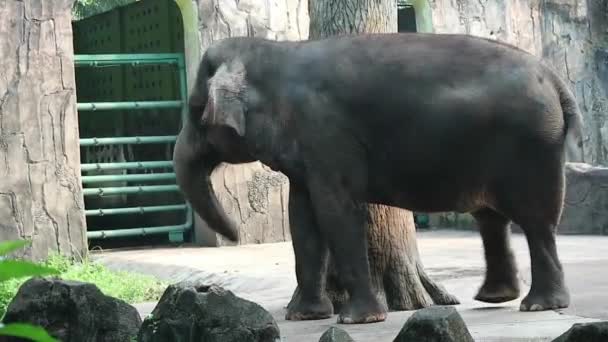 Videó Szumátrai Elefántról Elephas Maximus Sumatranus Készült Vadasparkban Vagy Állatkertben — Stock videók