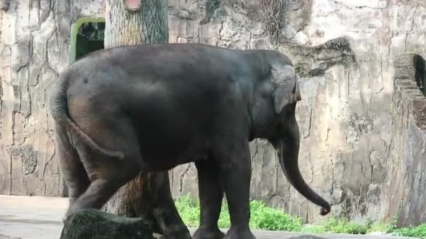 Toto Video Sumatranského Slona Elephas Maximus Sumatranus Parku Wildlife Nebo — Stock video