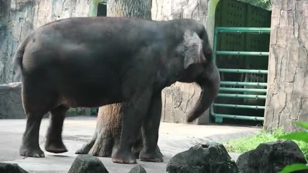 Dies Ist Ein Video Des Sumatra Elefanten Elephas Maximus Sumatranus — Stockvideo