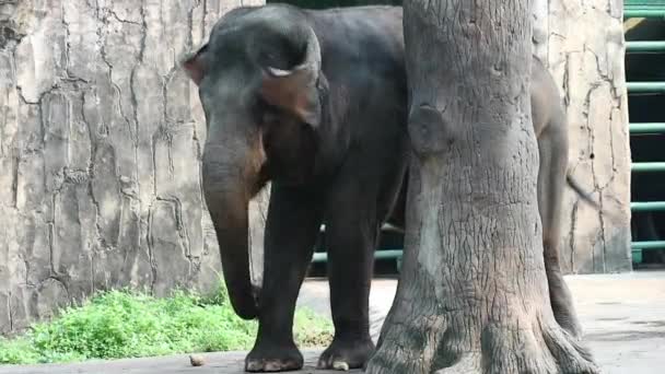Видео Суматранского Слона Elephas Maximus Sumatranus Парке Дикой Природы Зоопарке — стоковое видео