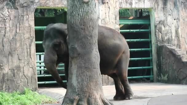 Questo Video Dell Elefante Sumatra Elephas Maximus Sumatranus Nel Parco — Video Stock