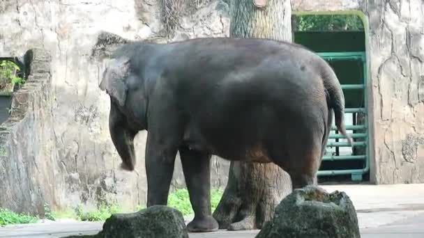 Questo Video Dell Elefante Sumatra Elephas Maximus Sumatranus Nel Parco — Video Stock