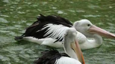 Papağan ya da pelikan, gagasının altında bir kesesi olan ve Pelecanidae familyasının bir parçasıdır. Bu kuş, ragunan 'da hayvanat bahçesindeki kuş türlerinden biridir..