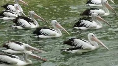 Papağan ya da pelikan, gagasının altında bir kesesi olan ve Pelecanidae familyasının bir parçasıdır. Bu kuş, ragunan 'da hayvanat bahçesindeki kuş türlerinden biridir..