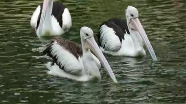Papağan ya da pelikan, gagasının altında bir kesesi olan ve Pelecanidae familyasının bir parçasıdır. Bu kuş, ragunan 'da hayvanat bahçesindeki kuş türlerinden biridir..
