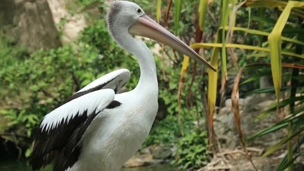 앵무새 Parrot 펠리컨 Pelican 주머니가 물새이며 플라이 일부이다 라군간에 동물원에 — 비디오