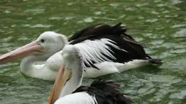 Попугай Пеликан Водоплавающая Птица Мешком Клювом Является Частью Семейства Pelecanidae — стоковое видео