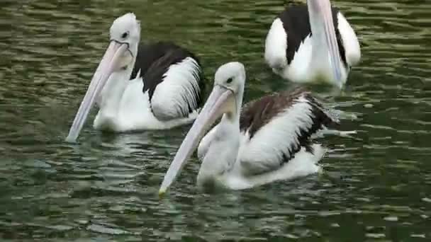 Papagalul Sau Pelicanul Este Pasăre Apă Care Pungă Sub Cioc — Videoclip de stoc