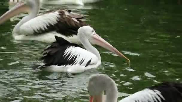 Papagaio Pelicano Uma Ave Aquática Que Tem Uma Bolsa Sob — Vídeo de Stock