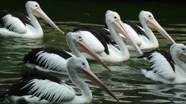Papağan Pelikan Gagasının Altında Bir Kesesi Olan Pelecanidae Familyasının Bir — Stok video