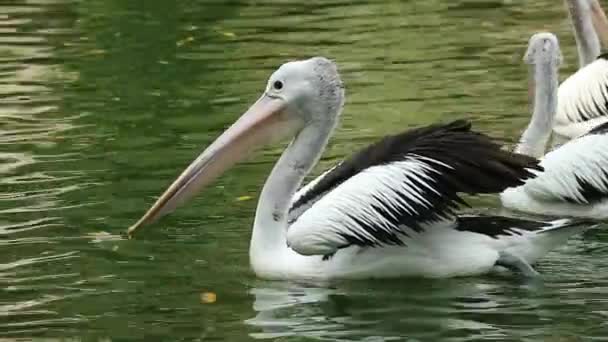앵무새 Parrot 펠리컨 Pelican 주머니가 물새이며 플라이 일부이다 라군간에 동물원에 — 비디오