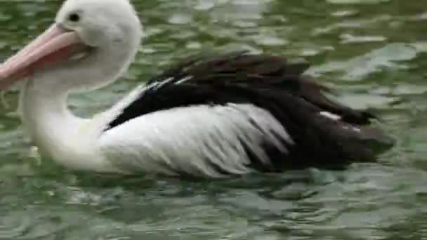 Parrot Pelican Water Bird Has Pouch Its Beak Part Pelecanidae — Stock Video