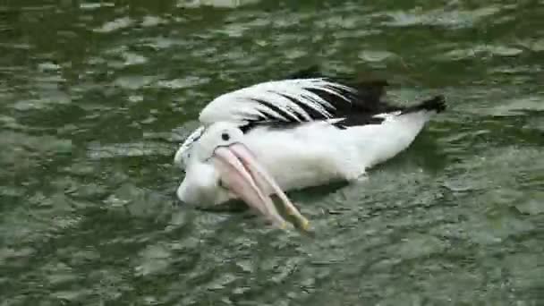 鹦鹉或鹈鹕是一种水鸟 它的喙下有一个袋 是Pelecanidae鸟类家族的一部分 这只鸟是拉古南动物园里的鸟类之一 — 图库视频影像