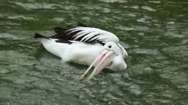 Der Papagei Oder Pelikan Ist Ein Wasservogel Der Einen Beutel — Stockvideo