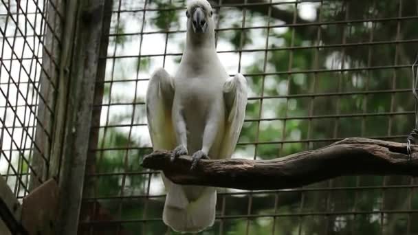 Sárga Crested Cockatoo Cacatua Galerita Egy Viszonylag Nagy Fehér Kakadu — Stock videók