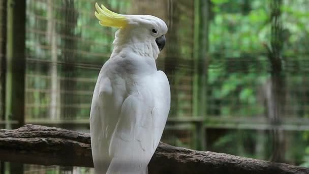 Der Gelbhaubenkakadu Cacatua Galerita Ist Ein Relativ Großer Weißer Kakadu — Stockvideo
