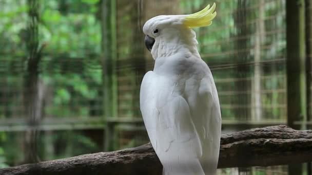 Yellow Crested Cockatoo Cacatua Galerita Relatively Large White Cockatoo Found — Stock Video