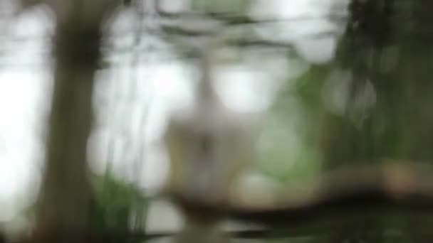 Yellow Crested Cockatoo Відносно Великий Білий Какао Знайдений Лісових Районах — стокове відео