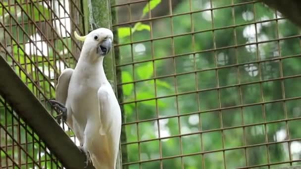 옐로우 크레스트드 코카토 Yellow Crested Cockatoo 호주와 뉴기니 인도네시아의 섬에서 — 비디오