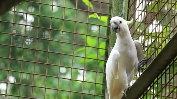 Kakadu Żółtoczuby Cacatua Galerita Jest Stosunkowo Dużym Białym Kakadu Występującym — Wideo stockowe