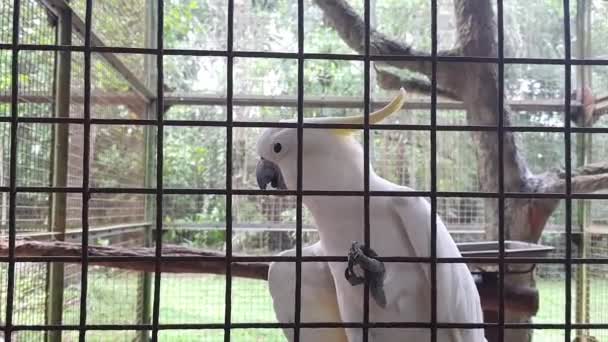 Yellow Crested Cockatoo Відносно Великий Білий Какао Знайдений Лісових Районах — стокове відео