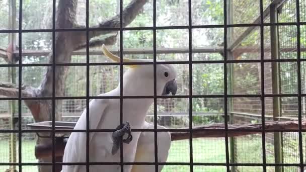 Κίτρινο Crested Cockatoo Cacatua Galerita Είναι Ένα Σχετικά Μεγάλο Λευκό — Αρχείο Βίντεο