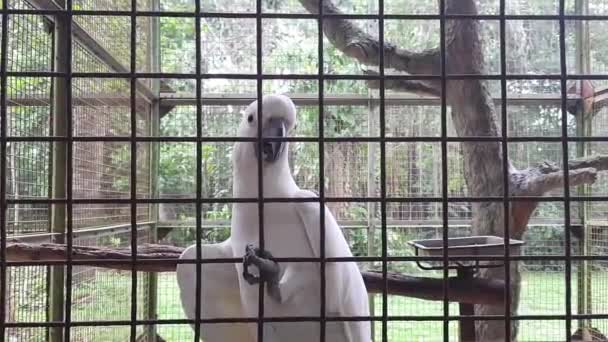 Der Gelbhaubenkakadu Cacatua Galerita Ist Ein Relativ Großer Weißer Kakadu — Stockvideo