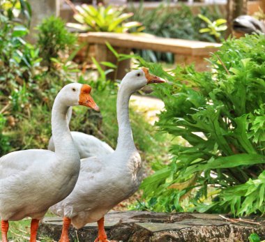Bazı kazların beyaz tüyleri ve sarı tüyleri vardır. Kuğular Anatidae familyasından Cygnus cinsinden su kuşları.