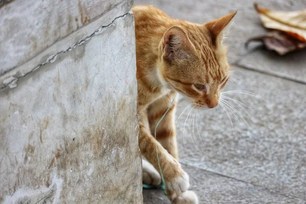 A brown wild cat hiding behind a concrete wall.