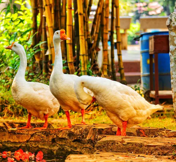 Alguns Gansos Têm Penas Brancas Penas Amarelas Cisnes Aves Aquáticas — Fotografia de Stock