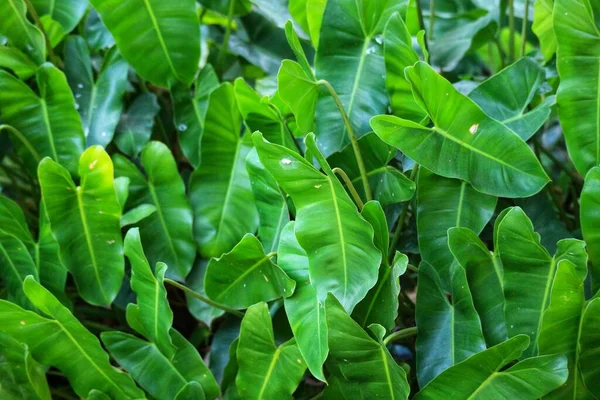 The Elephant Ear Philodendron is a large-leafed plant that also known as the spade leaf plant. Their large size makes them an excellent choice for a floor plant or anchor plant in a grouping.