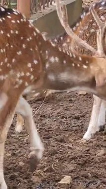 Raguna Hayvanat Bahçesi 'nde bilimsel adı Axis axis olan Rusa Totol. Benekli geyik (