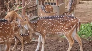Raguna Hayvanat Bahçesi 'nde bilimsel adı Axis axis olan Rusa Totol. Benekli geyik (