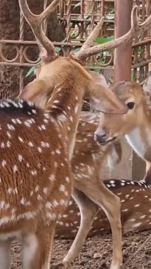 Raguna Hayvanat Bahçesi 'nde bilimsel adı Axis axis olan Rusa Totol. Benekli geyik (