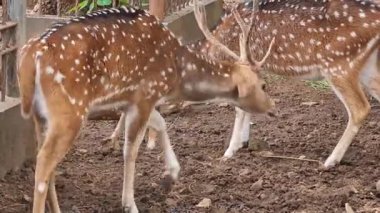 Raguna Hayvanat Bahçesi 'nde bilimsel adı Axis axis olan Rusa Totol. Benekli geyik (