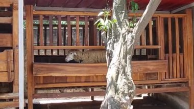 Bir koyun ağılda volta atıyor. Bu koyun kafese tıkıldığı için sıkılıyor. Bu koyunlar yün elde etmek için kırpılmamış..