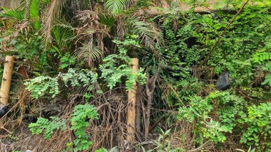 Otoyol köprüsünün altında çalılıklar var. Geceleri tüyler ürpertici. Çöpleri dökmek için bir yer haline gelir..