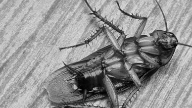 Baş aşağı duran ölü bir hamamböceği. Kapatın. Ahşap motifli zemin. Pis, ölmekte olan hamamböcekleri.