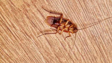 Baş aşağı duran ölü bir hamamböceği. Kapatın. Ahşap motifli zemin. Pis, ölmekte olan hamamböcekleri.