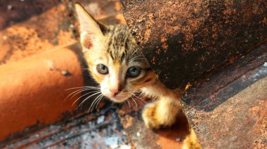 Bokeh 'li sokak kedisinin fotoğrafı. Sokak kedisi, hayatı sokaklarda dolaşan bir kedidir..