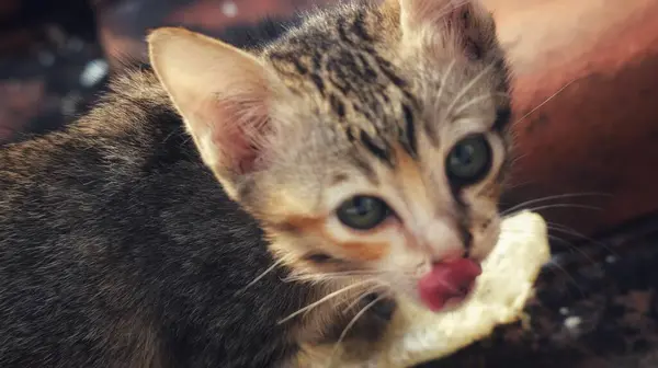 Bokeh 'li sokak kedisinin fotoğrafı. Sokak kedisi, hayatı sokaklarda dolaşan bir kedidir..