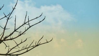 Kuru bir ağaç dalının fotoğrafı, tek bir yaprağı bile yok. İzole arkaplan, mavi gökyüzü.