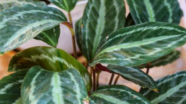 Calathea veitchiana veya kulon progo bitkisi. Bu süs bitkisi Ekvador 'a özgü. Doğal habitatları subtropikal veya tropikal nemli ova ormanları ve subtropikal veya tropikal nemli montandır.