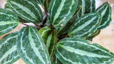 Calathea veitchiana veya kulon progo bitkisi. Bu süs bitkisi Ekvador 'a özgü. Doğal habitatları subtropikal veya tropikal nemli ova ormanları ve subtropikal veya tropikal nemli montandır.