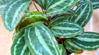 Calathea veitchiana veya kulon progo bitkisi. Bu süs bitkisi Ekvador 'a özgü. Doğal habitatları subtropikal veya tropikal nemli ova ormanları ve subtropikal veya tropikal nemli montandır.