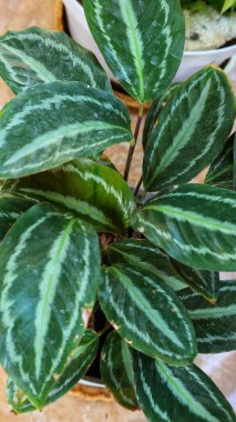 Calathea veitchiana veya kulon progo bitkisi. Bu süs bitkisi Ekvador 'a özgü. Doğal habitatları subtropikal veya tropikal nemli ova ormanları ve subtropikal veya tropikal nemli montandır.