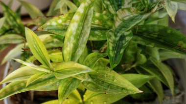 Japon bambu (ayrıca Dracaena Surculosa olarak da bilinir), Asparagaceae familyasına ait bir süs bitkisidir. Gölgede yeşil ve parlak yaprakları var ve doğrudan güneş ışığına maruz kalmıyor.