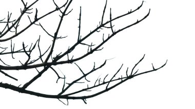 Kuru bir ağaç dalının fotoğrafı, tek bir yaprağı bile yok. İzole arkaplan, mavi gökyüzü.